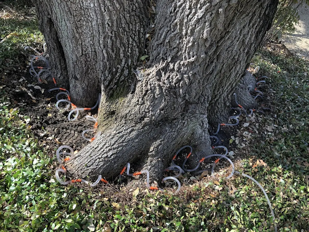 Detailed Tree Cabling and Bracing job site in West Grove