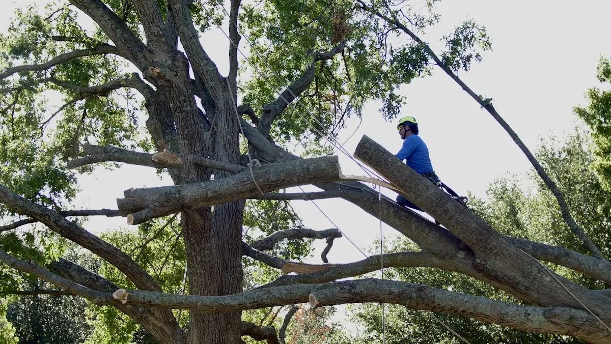 Professional Hazardous Tree Removal performed by certified arborists in West Grove